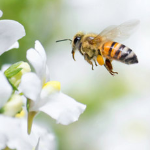 Allergie au pollen